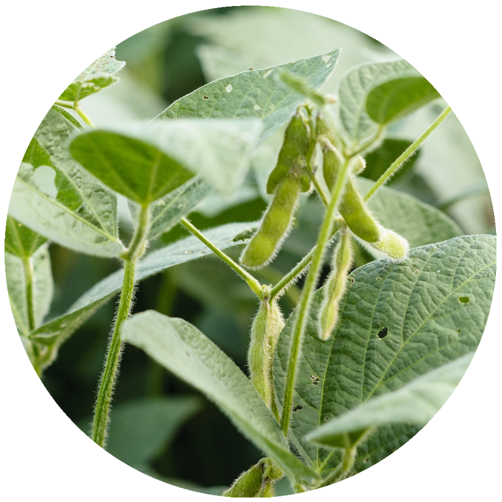 Green Leafy Plant
