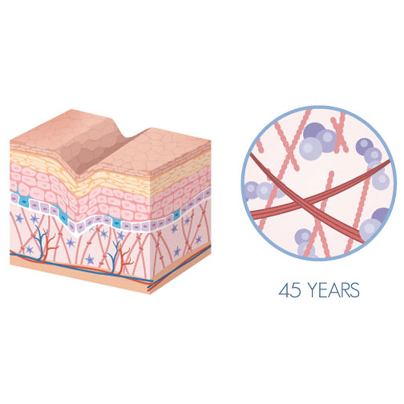Skin appearance and collagen level diagram - after 40