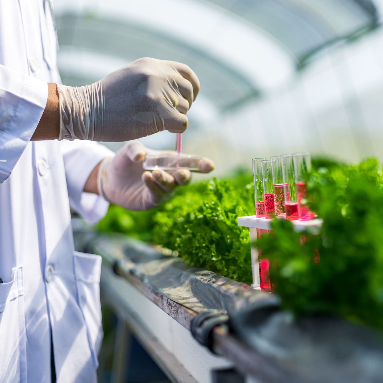 Closeup shot of a scientist in a greenhouse, performing tests on plants 