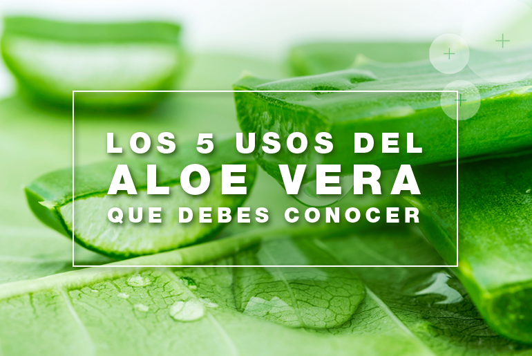 Los 6 usos del Aloe Vera que debes conocer